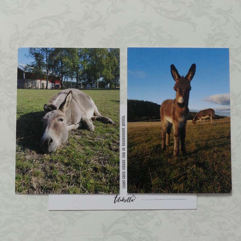 Kuvia elämästä  postikorttipari aasit
