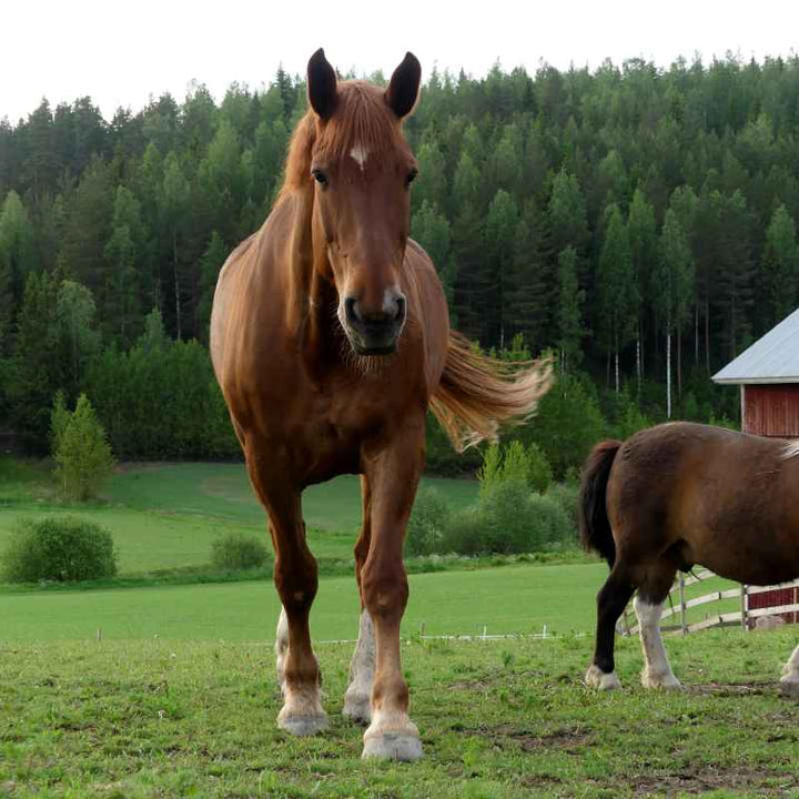 Kaviokonstaapelin ensimmäinen eläkeläisvuosi