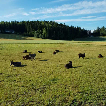 Tilapäivälippu, aikuinen