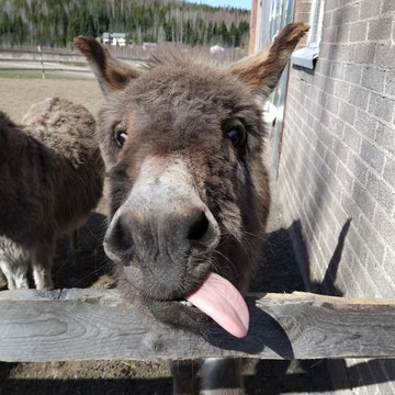 Päiväkerho Skädäm