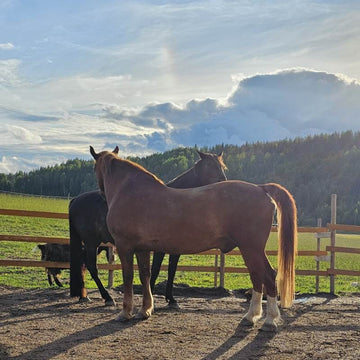 Tiluksilla iltatee