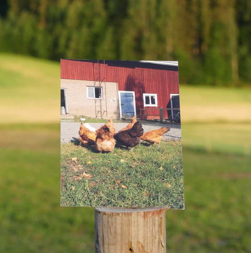 Kuvia elämästä postikorttipari rouvat