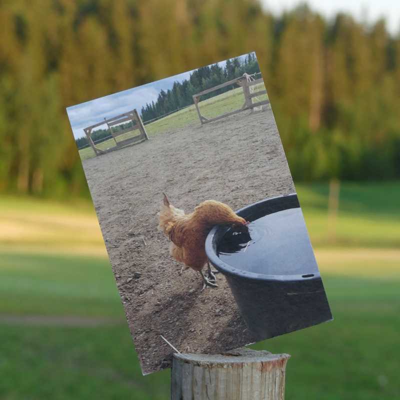 postikortti ryypyllä