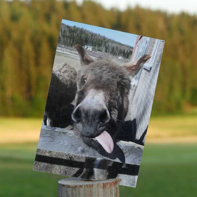 Kuvia elämästä postikorttisarja