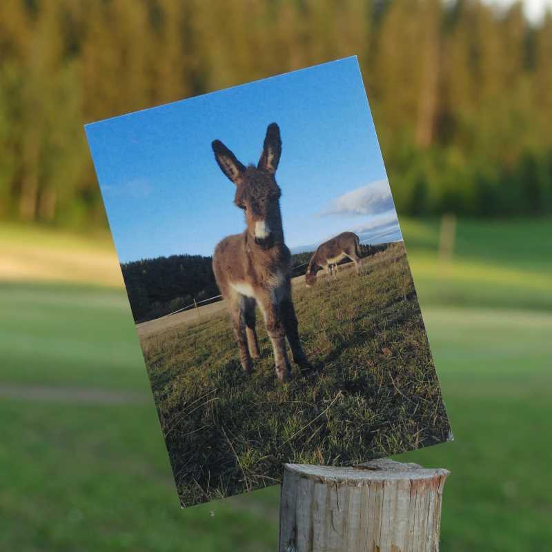 Kuvia elämästä  postikorttipari aasit