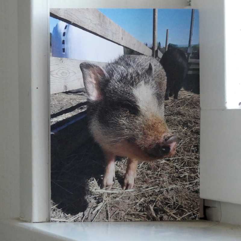 Kuvia elämästä  postikorttipari sikakivaa