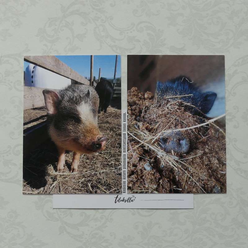 Kuvia elämästä  postikorttipari sikakivaa
