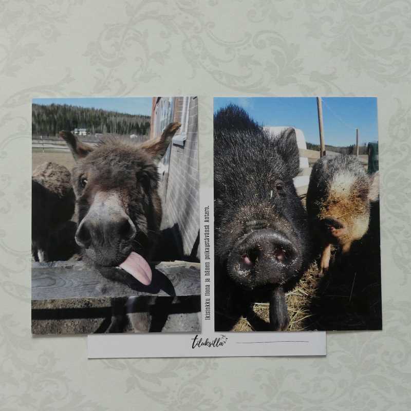 Kuvia elämästä postikorttipari nenät