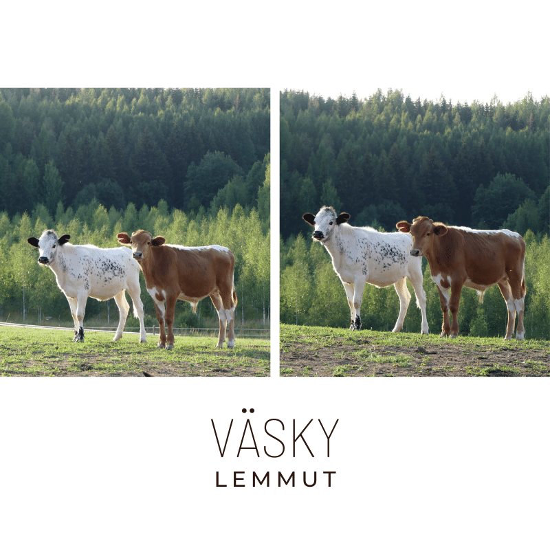 väsky lemmut