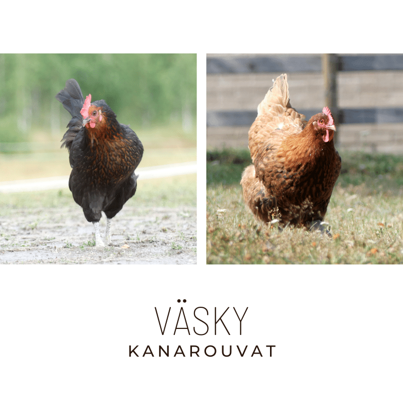 väsky kanarouvat