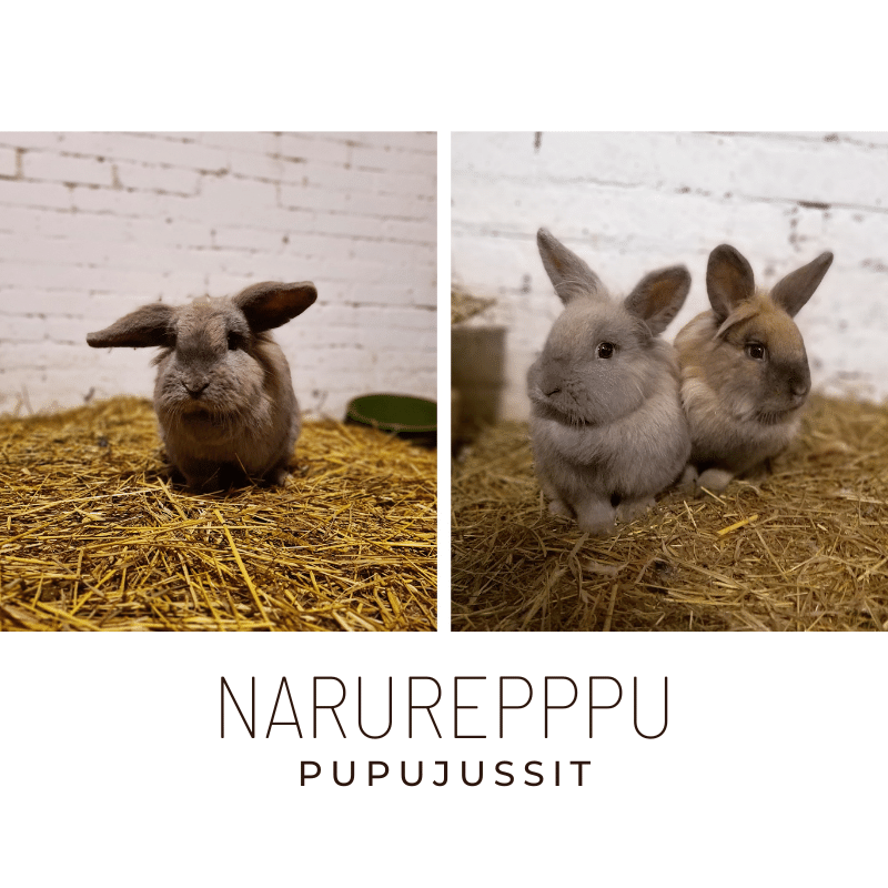 Narureppu pupujussit