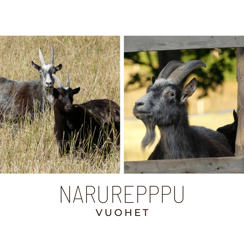Narureppu vuohet
